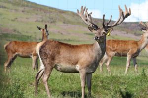 Ingram Valley Farm’s Safari Experience: Discover Northumberland’s Wonderful Wildlife