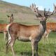 Ingram Valley Farm’s Safari Experience: Discover Northumberland’s Wonderful Wildlife