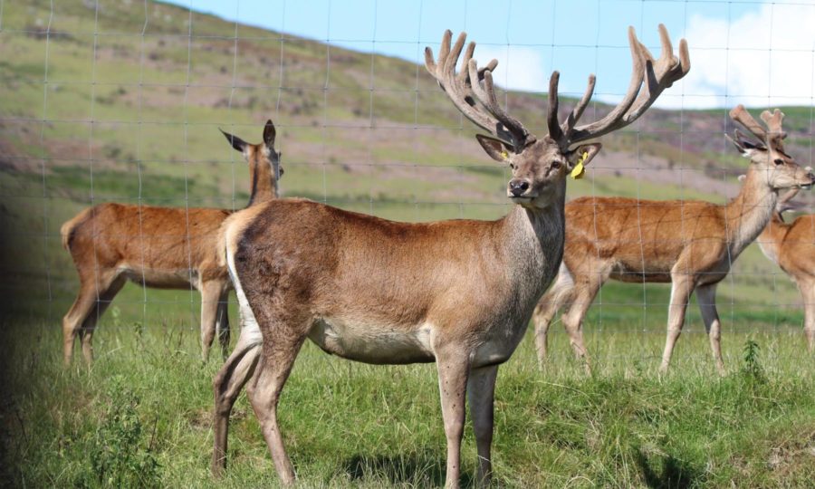 Ingram Valley Farm’s Safari Experience: Discover Northumberland’s Wonderful Wildlife