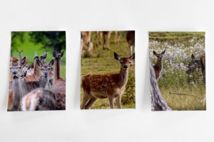 Discover our Stunning Ingram Valley Deer Postcards, available online…