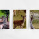 Discover our Stunning Ingram Valley Deer Postcards, available online…