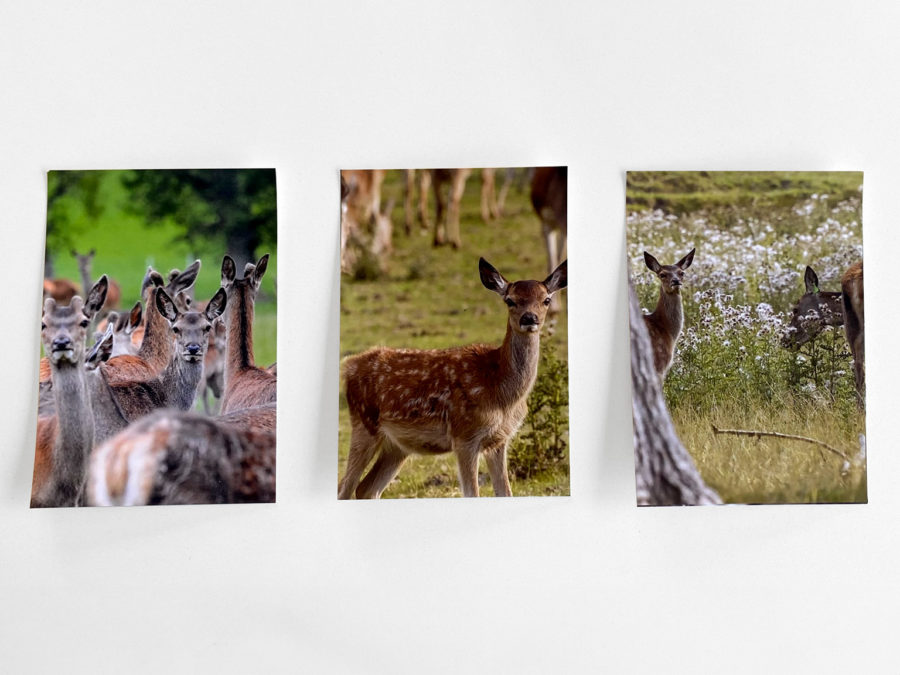 Discover our Stunning Ingram Valley Deer Postcards, available online…