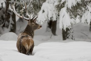 Feed the Deer with Santa this Christmas: A Winter Safari Experience on Ingram Farm…