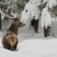 Feed the Deer with Santa this Christmas: A Winter Safari Experience on Ingram Farm…