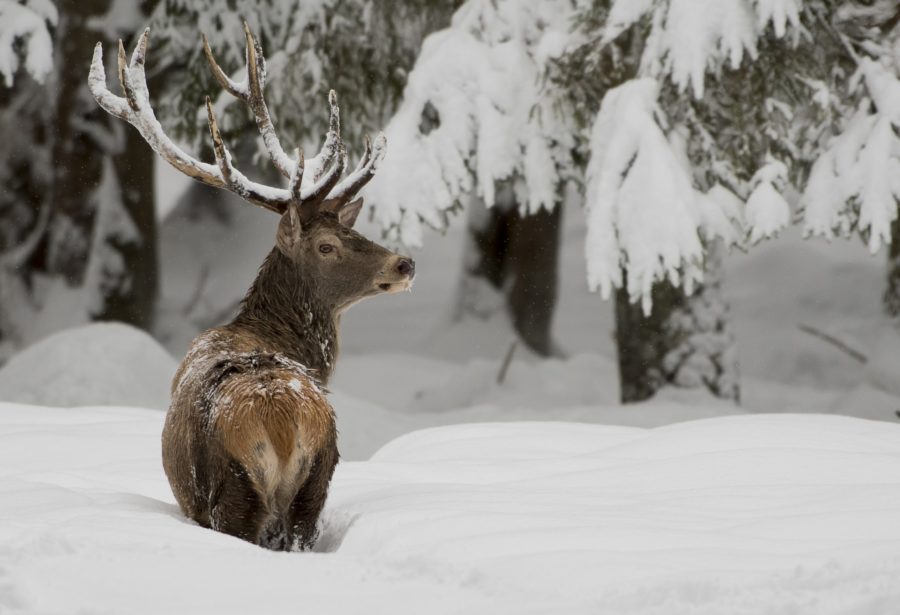 Feed the Deer with Santa this Christmas: A Winter Safari Experience on Ingram Farm…