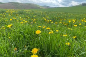 Wildflower Season on Ingram Farm!