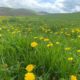 Wildflower Season on Ingram Farm!