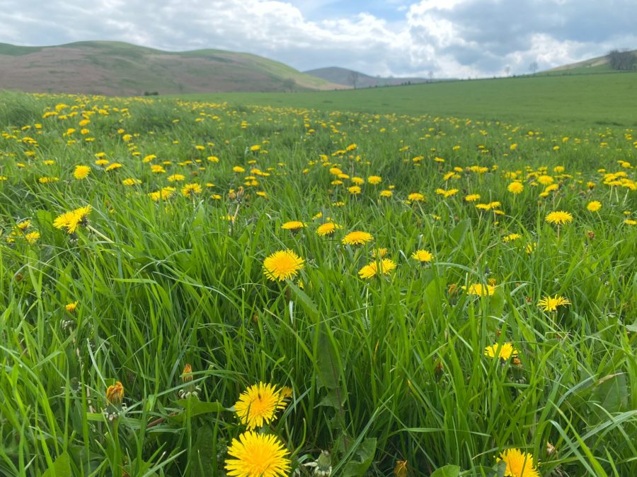 Wildflower Season on Ingram Farm!