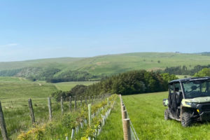 How you can save the lives of trees by removing tree shelters at the right time