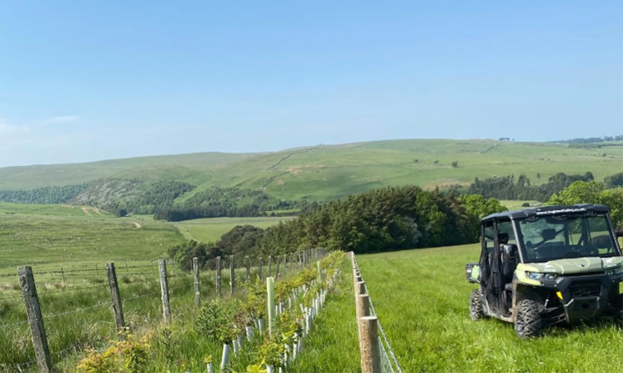 How you can save the lives of trees by removing tree shelters at the right time