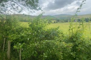 Hedgerows – the Secret Ecosystem of the British Countryside
