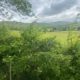 Hedgerows – the Secret Ecosystem of the British Countryside