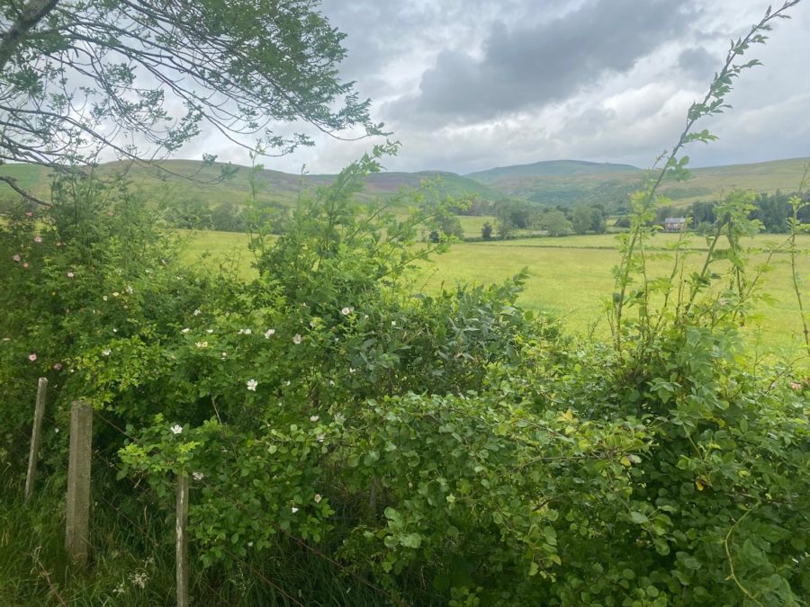Hedgerows – the Secret Ecosystem of the British Countryside