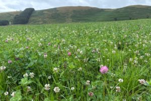 Wildflower Wednesday: Explore Northumberland’s Wild Side