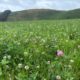Wildflower Wednesday: Explore Northumberland’s Wild Side