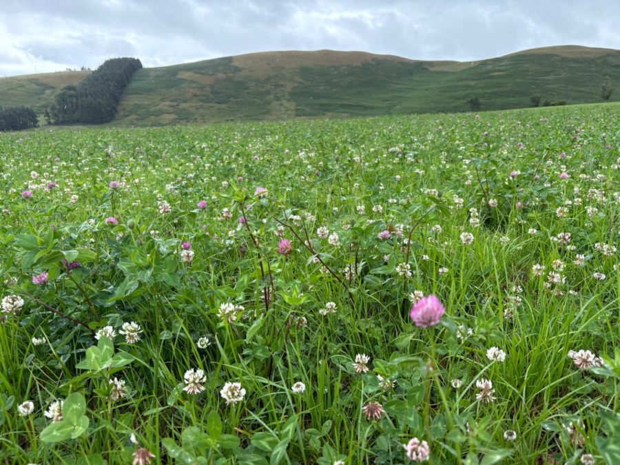 Wildflower Wednesday: Explore Northumberland’s Wild Side