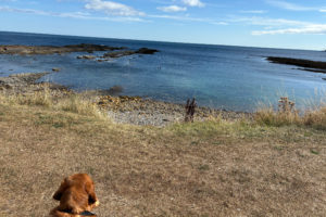 Meadows on land and in the sea