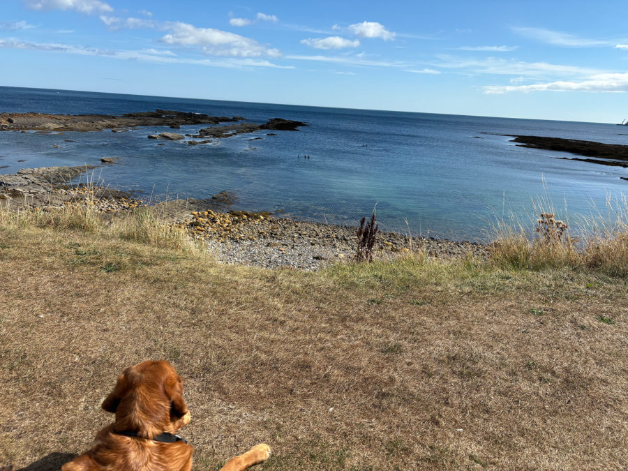 Meadows on land and in the sea