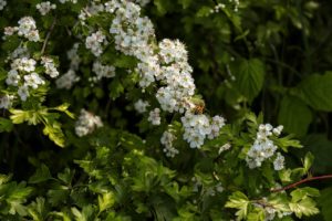 How green is hedge planting?