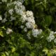 How green is hedge planting?