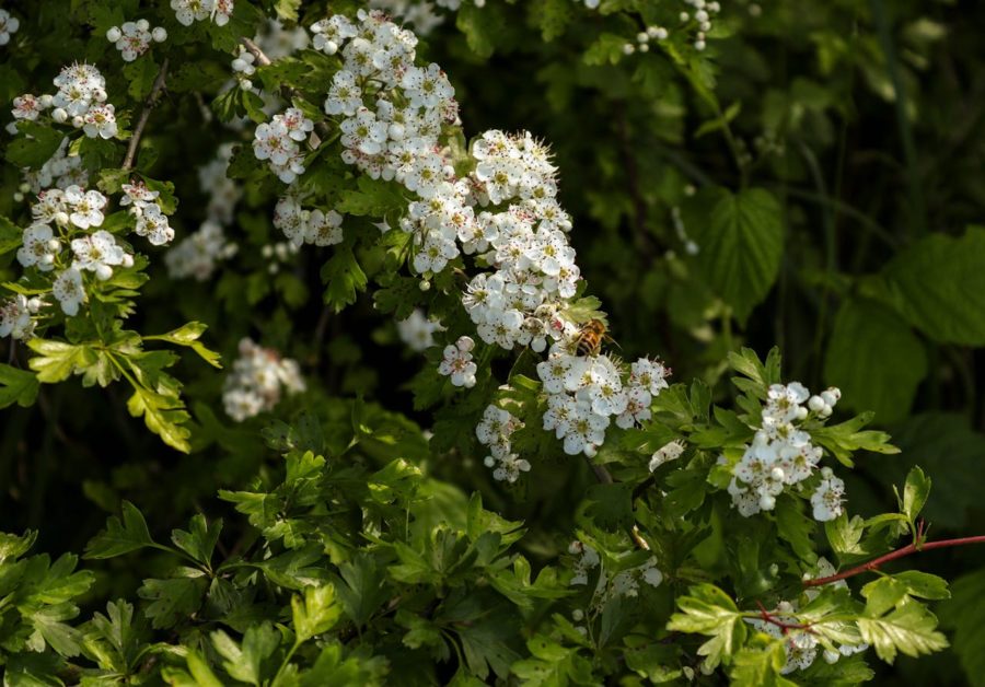 How green is hedge planting?