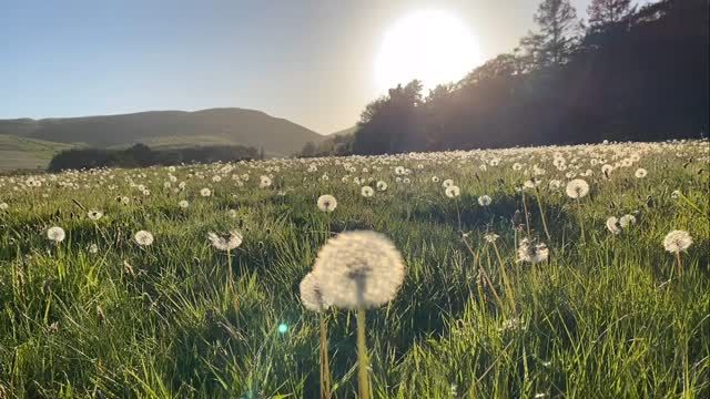 A fantastic afternoon spent with Historic Environmental Teams from @northumberlandnationalpark @nationalparksuk @naturalengland @mosedalegillatt @patrick.norris.581 @historicengland @nationaltrust 

We talked about farming at Ingram, how we look after the rich archaeology of the farm, support nature recovery, produce food and how the archaeology and historic environment supports the farm business, access and public engagement.

Next year we look forward to celebrating the 200th anniversary of the historic farm buildings 

MDCCCXXVI 1826

Happy Wildflower Wednesday #wildflowerwednesday