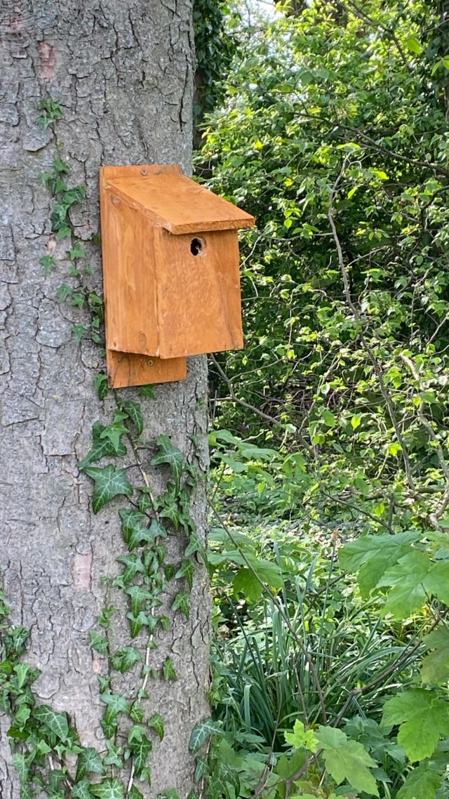Happy Wildlife Wednesday. 

Thank you once again to @eggergroup @eggeruk for creating these beautiful bird boxes for their graduate sustainability day @ingramvalleysafaris 

#happy #wildlife #wildflowers #birds #happywildflowerwednesday #happywildlifewednesday #wednesday #wednesdays