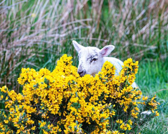 Happy Easter 🐣 from all of us @ingramvalleysafaris. If you’re looking for something memorable to do this Easter holiday 🐣 come and enjoy one of our safari experiences and get to see the new Spring lambs 🐑 deer 🦌 and of course El Niño 🐂 and stunning views 🏞️ @northumberlandnationalpark 
Book now @beyonkgroup 

Wishing everyone a wonderful Easter.

📷: @dave.dixon.7121614 

#happy
#happyeaster 
#easter