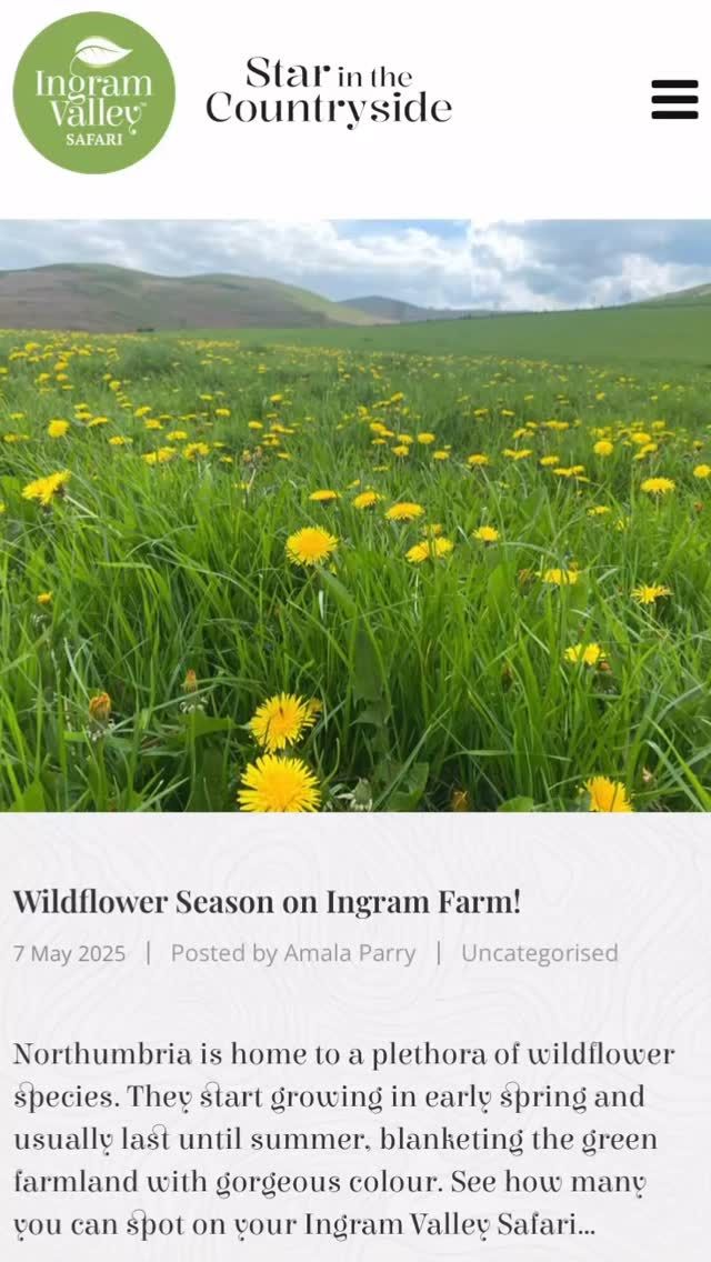 Thank you @amalaparry_ for the latest @star_in_the_countryside blog post. Happy Wildflower Wednesday from all the team @ingramvalleysafaris 

#wildflowers #wildflowerwednesday #wednesdays #wednesday #wildlifewednesday