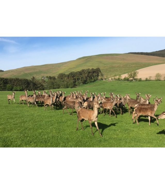 Have you seen the movie ‘28 Years Later’ yet? 

It was great to welcome the ‘28 Years Later’ film crew here to Northumberland last year. 

They studied and filmed our deer galloping in great detail. 

#28yearslater 
#28yearslaterfilm 
#28yearslatermovie 
#28yearslatermovie2025